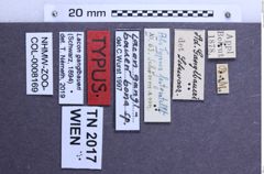 Etiketten zu Lacon ganglbaueri (NHMW-ZOO-COL-0008169)